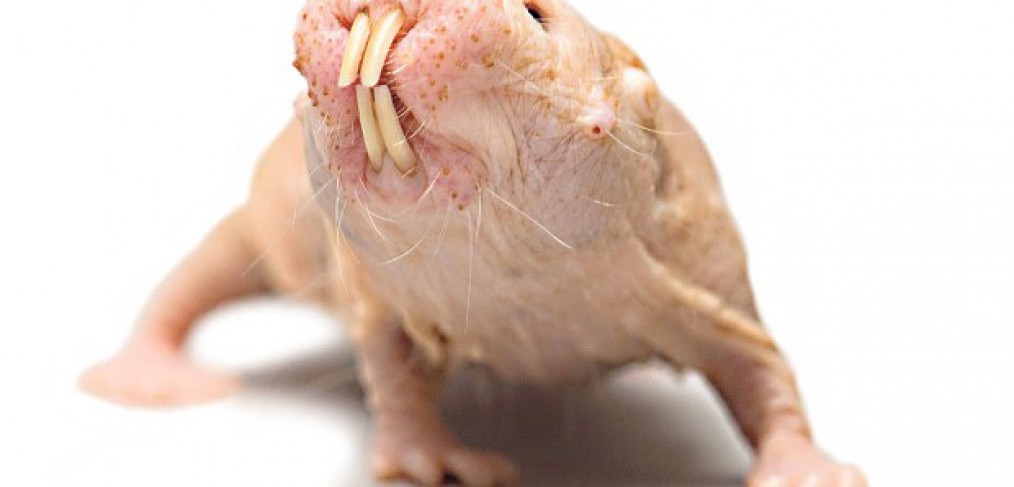 naked mole rat