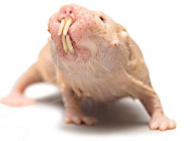 naked mole rat
