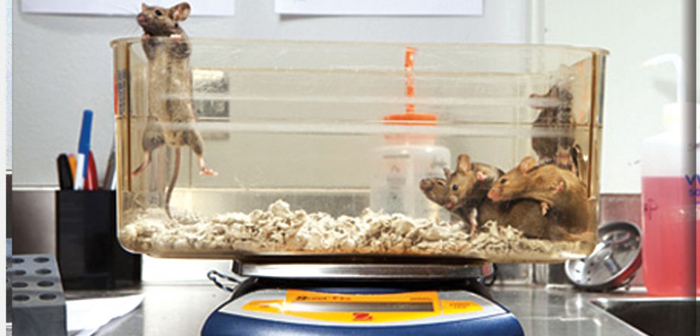 Sam and Ann Barshop Institute for Longevity and Aging Studies, mice in lab