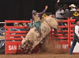 Livestock Expo