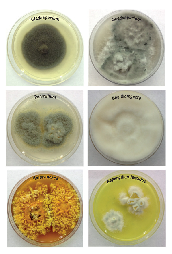 fungus-variety