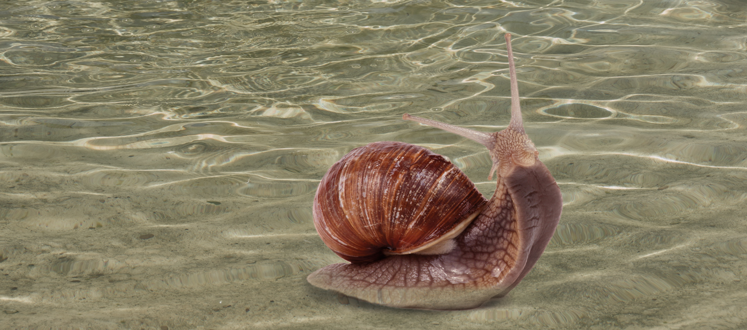 Fresh water snail