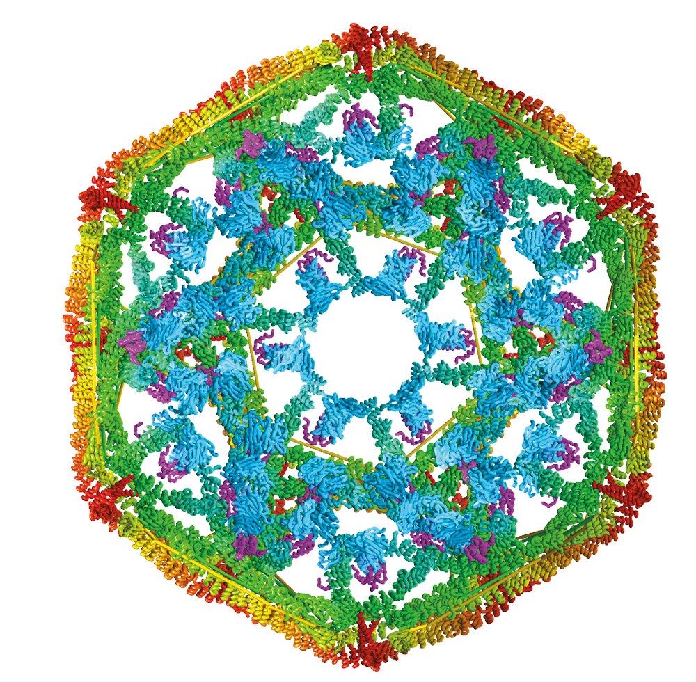 heat-shock-proteins