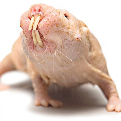 naked mole rat