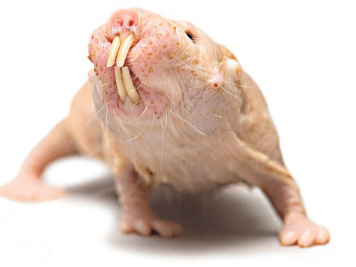 naked mole rat