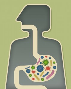 stomach illustration