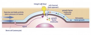 Cell-surface-key-and-lock