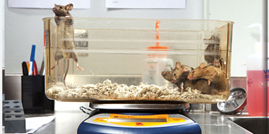 Sam and Ann Barshop Institute for Longevity and Aging Studies, mice in lab