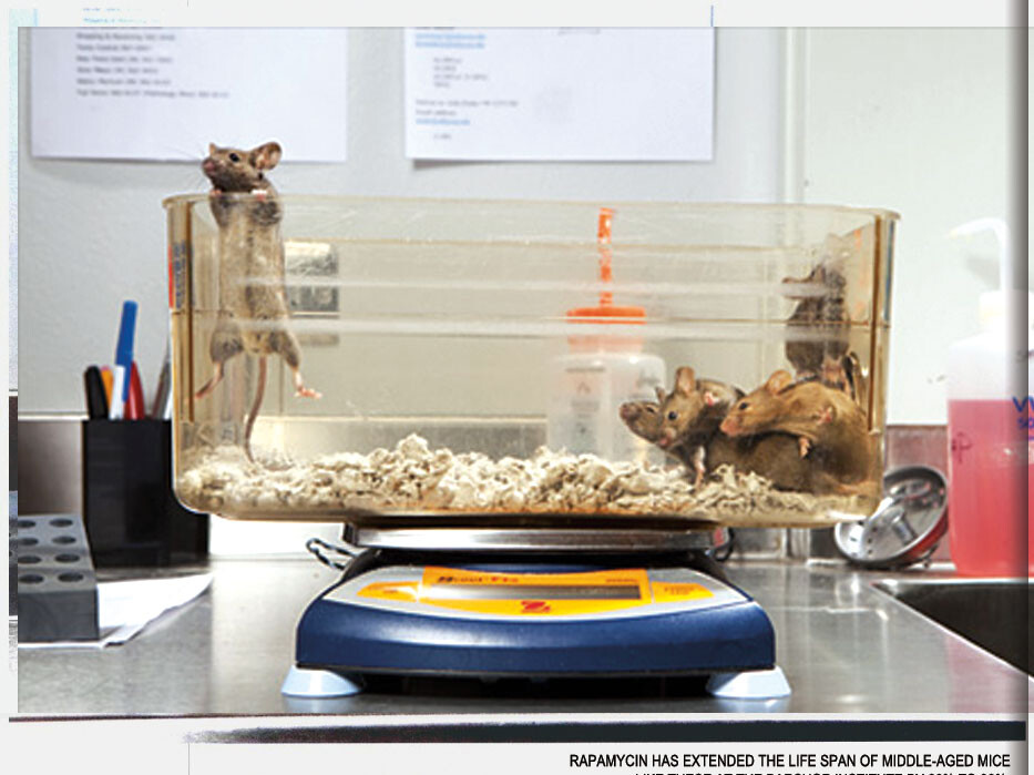 Sam and Ann Barshop Institute for Longevity and Aging Studies, mice in lab