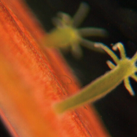 hydra