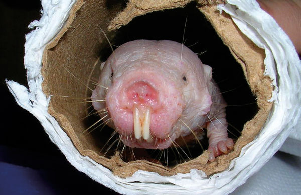 Naked mole rats are considered the champs of longevity among rodents.
