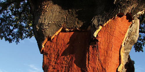 corktree