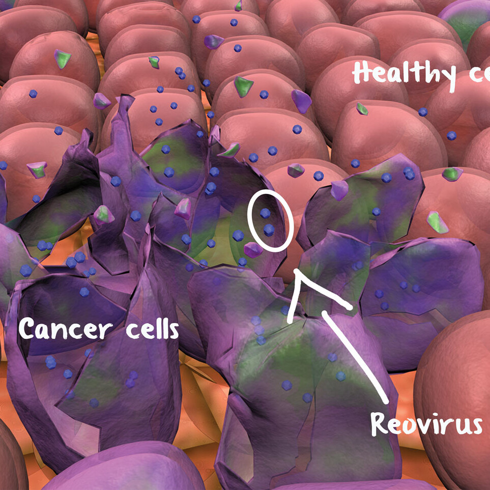 Reovirus