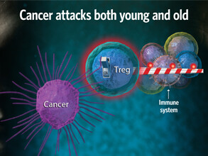 elderly_cancer_immune_system_graphic