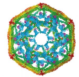 a model of the structure of clathrin
