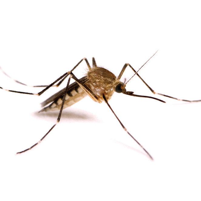 mosquito