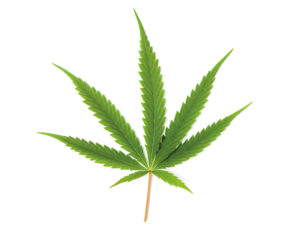 cannabis