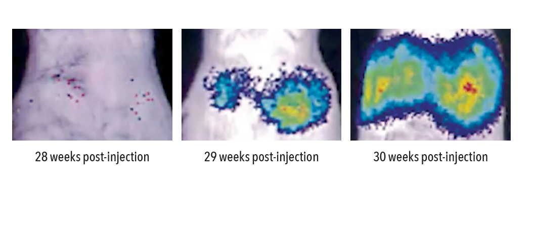 mouse with pancreatic cancer
