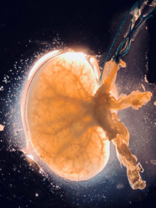 Rodent Kidney Extracellular Scaffold