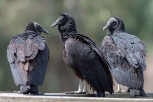 Photo of black vultures