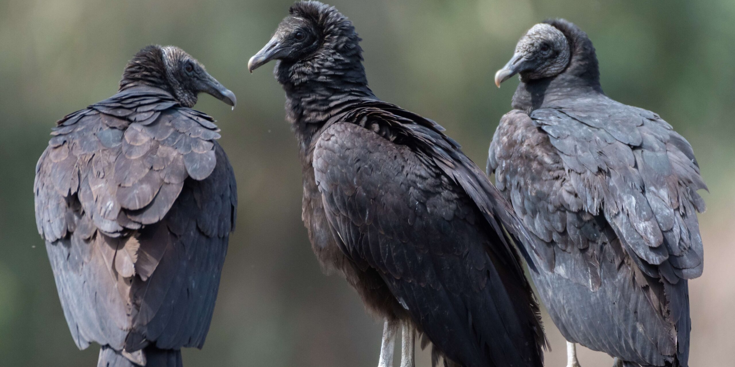 Photo of black vultures