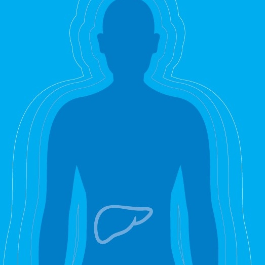 illustration of a body with the liver outlined