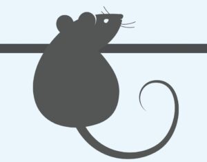 illustration of mouse