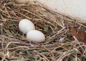Two black vulture eggs