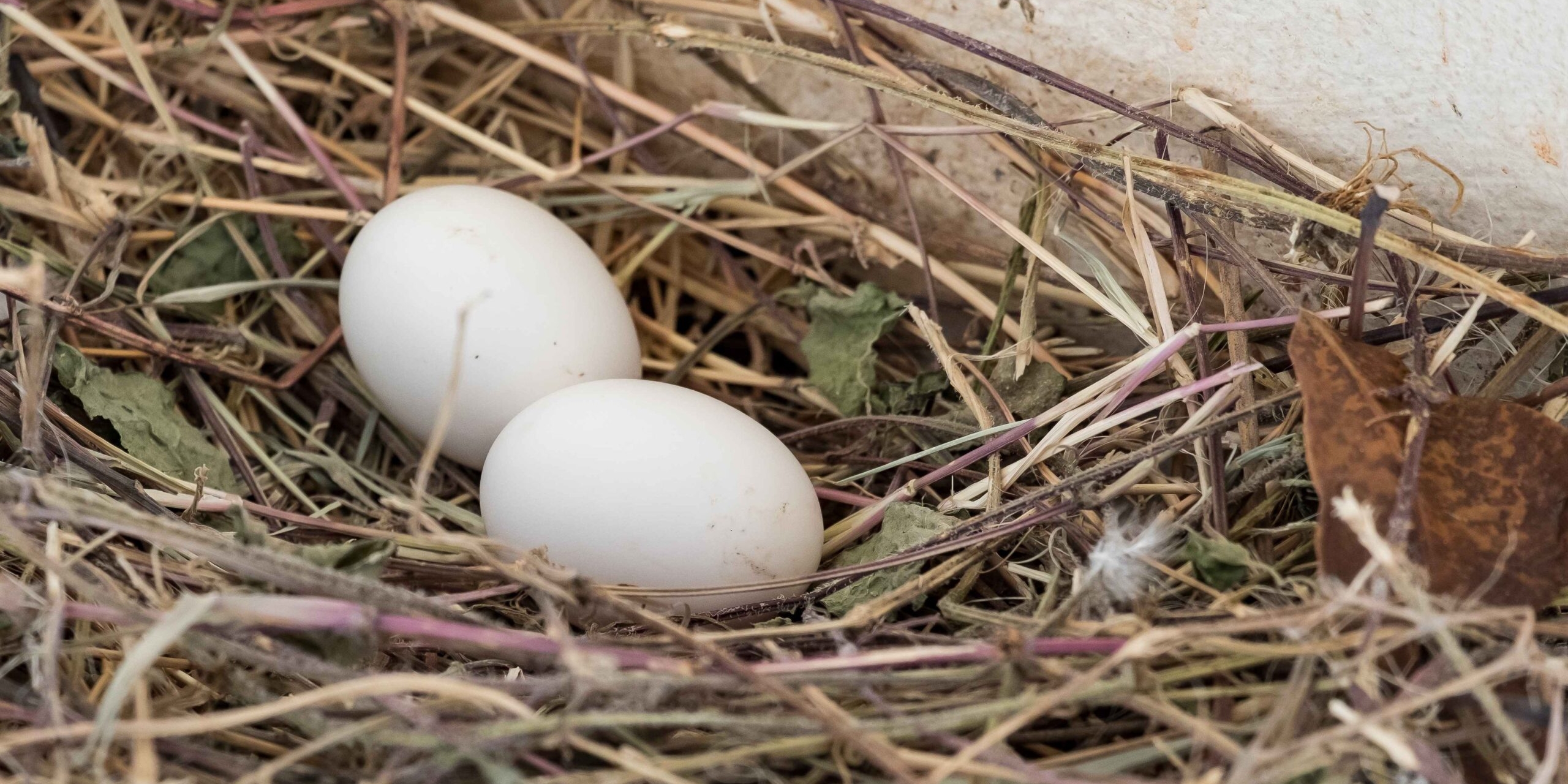 Two black vulture eggs