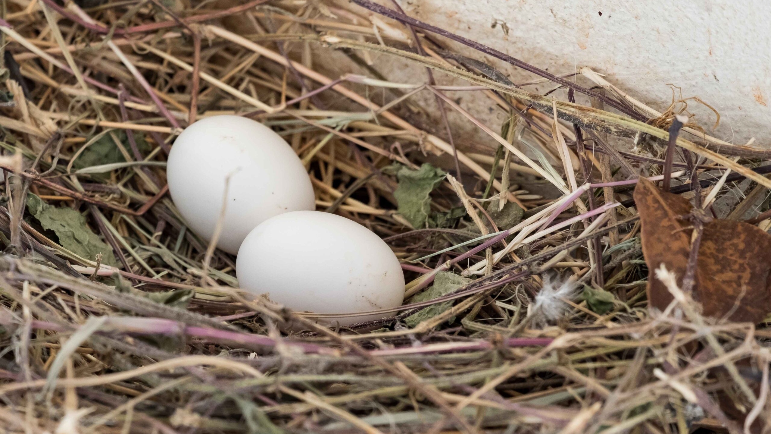 Two black vulture eggs