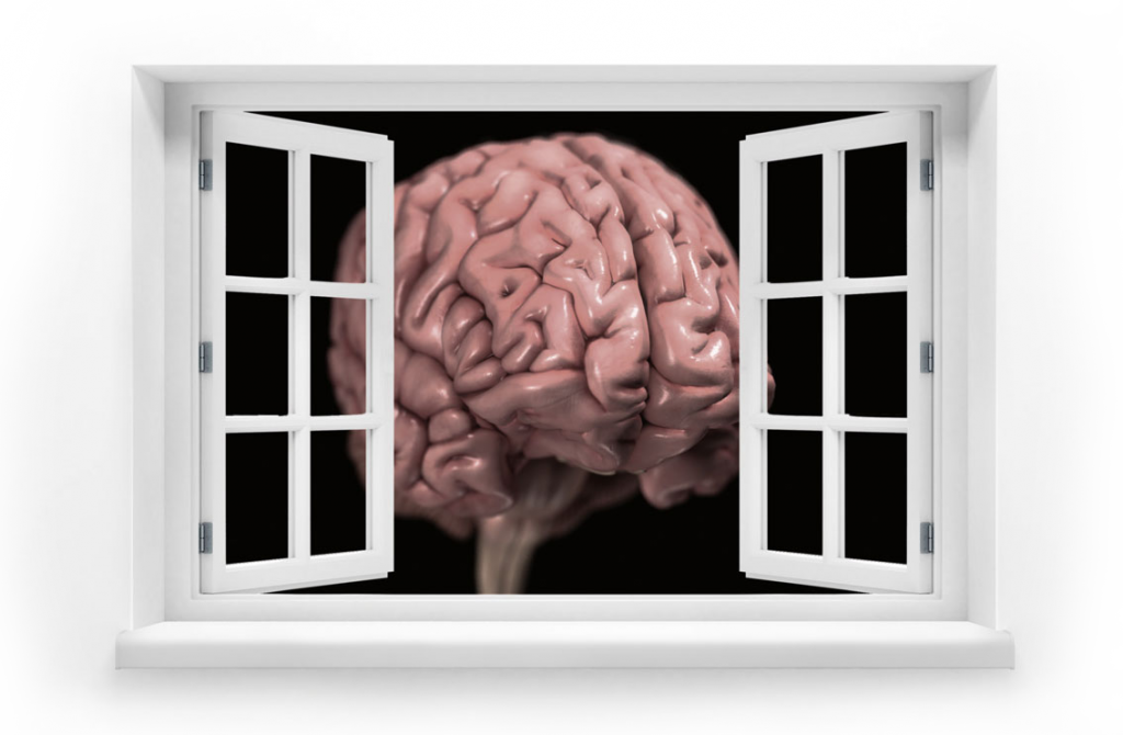 Window into the brain
