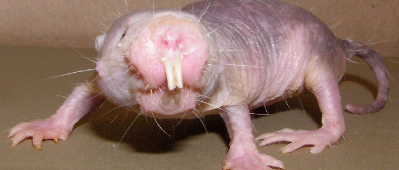 Naked mole rat