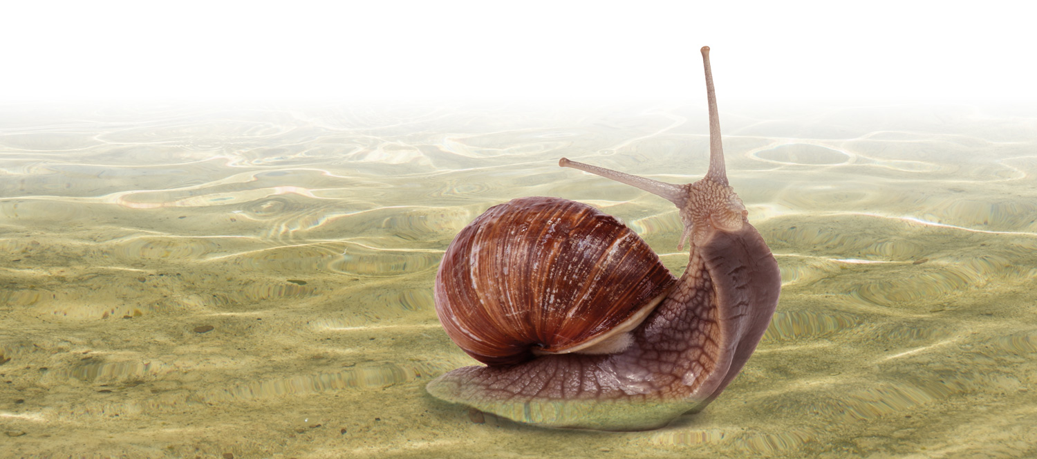 Fresh water snail Mission magazine UT Health Science Center San Antonio