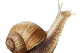 Snail fever